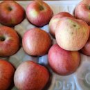 [착한가격-무료배송] 달콤한 영주 사과(가정용) 10키로 24,000원//가격대비 가성비 👍 👍 👍 이미지
