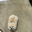 둥둥펫살롱 이미지