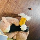 엘제이펫 이미지