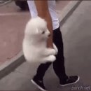 강아지 친구 이미지