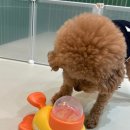 퍼시독 | 미사 퍼시독 2달 체험 후기...