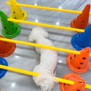 조이 애견 유치원 이미지