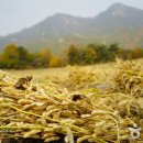 장익는마을 이미지