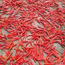 일등미생물 비료 이미지