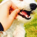 네이월 펫푸드 이미지