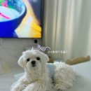 옥서스 | 옥서스코리아 가정용 산소발생기 추천 이용후기