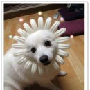 이새 Daum카페