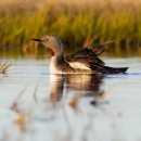 [아비새] 「공포스런 울음 소리 Gavia stellata」 이미지