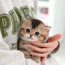 광주강아지분양 고양이분양 미유펫 본점 이미지