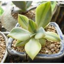 청솔메디 이미지