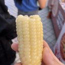 소희꽃농원 | [속초] 1박 2일 속초여행 - <1일차> 속초중앙시장/속초해변/영랑호리조트/봉포해변/당근마차