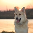 이삭애견훈련소 이미지