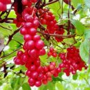 진배농장 이미지