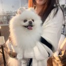 보람애견미용 이미지