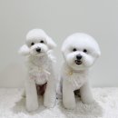 송댕송댕 이미지