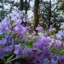 황금산조경
