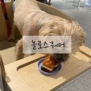 놀로동물행동클리닉 이미지