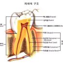 치아 관리 상식 이미지