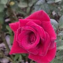 성나자로의원 이미지