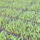 최부자농장 이미지