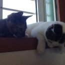 똥꼬발랄 이미지