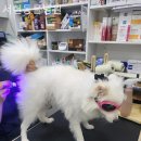 서현동물병원 네이버블로그