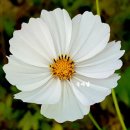 COSMOS/별,꽃 이미지