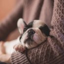 연성 동물병원 이미지