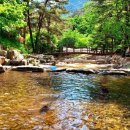 왕피리들꽃하우스 이미지