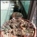2015년 3월 햇살좋은 날 베란다의 다육식물 이미지