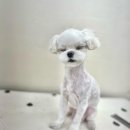 꽃다비펫 이미지