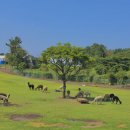 유일1목장 이미지