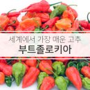 신길동별난아찌짬뽕