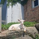 용식농장 이미지