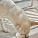 적담재 | [적담재] 전주 반려견동반 가능한 예쁜 통유리 한옥 독채 숙소 (에어비앤비)