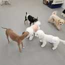 멍도레 | 멍도레 애견유치원&amp;애견미용/사가정애견유치원/면목동애견유치원/면목동애견미용/사가정애견미용
