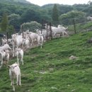 푸른목장 이미지