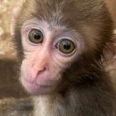 쥬쥬랜드 이미지