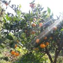 하누농장 이미지