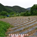 강원도 홍천군 두촌면 철정리 (전)매매-생산관리지역 이미지