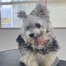 오늘도 아름답개 이미지