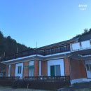 콩밭매는 강아지 이미지