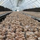 선우농장2 이미지