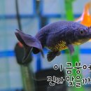 펫온미아쿠아