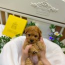 상도그 검암점 이미지