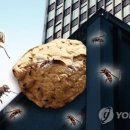 벌떼 이미지