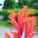 칸나(Canna)