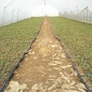 신암면011 이미지