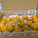 재현농장 | 제주 현타귤 인터넷 타이벡 귤주문 배송 후기