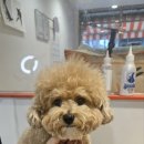 이쁘개왈왈 이미지